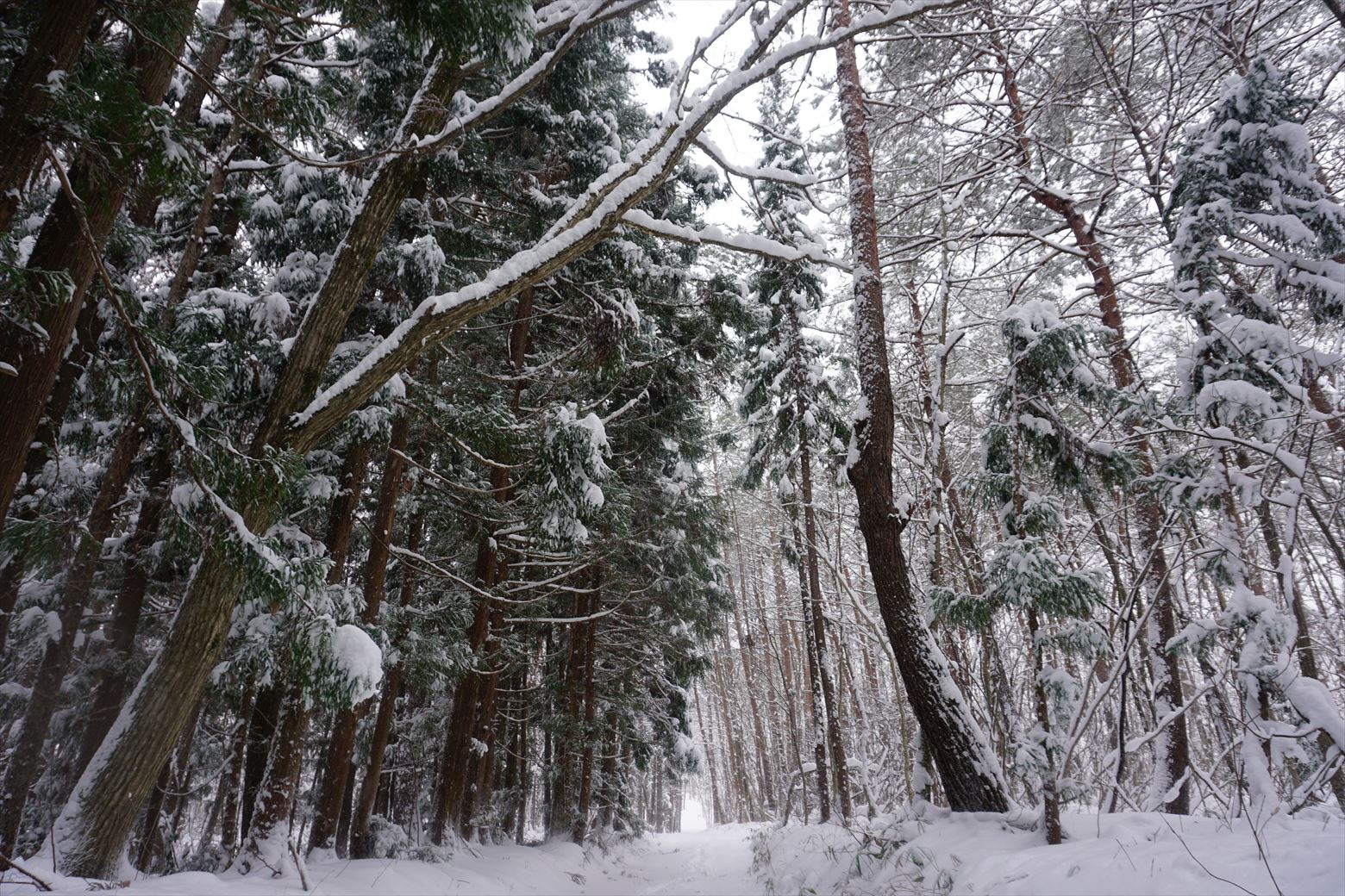 フカフカに雪が降り積もった森を散策してみませんか？